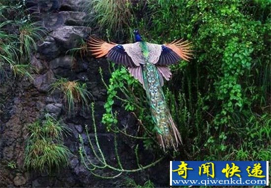 ��ȸ��ֻ������  �������������ɣ�