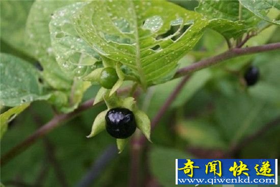 细数十五种夺人命的有毒植物 苹果居然也有毒
