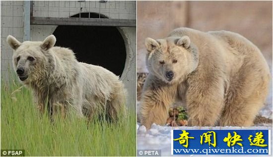 ��������Ϸ��Ű��30�� �ݵ�Ƥ����ͷ