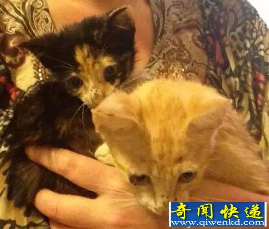 ����������ֻ����è,Ȼ��ζ�������