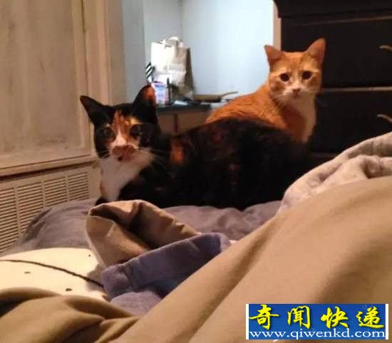 ����������ֻ����è,Ȼ��ζ�������