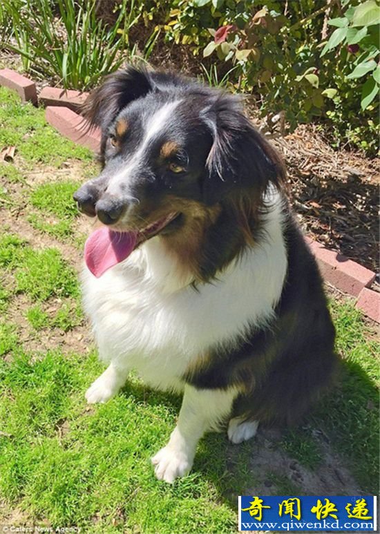 �����������������ӵ����죺����ȮToby