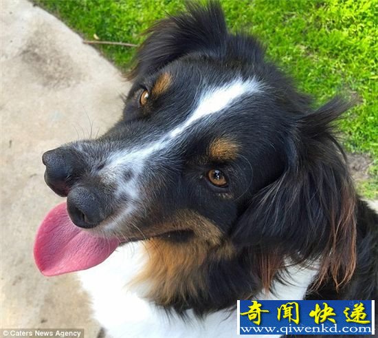 �����������������ӵ����죺����ȮToby