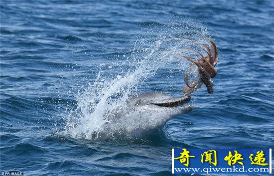 ���Ѿ�����ʵ�İ��ޡ�����Ϸ���㡰