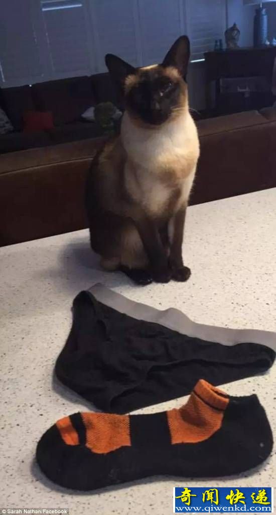 国外一条街上出现偷内裤狂魔,真凶竟是这货!