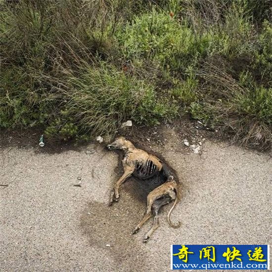 灵缇犬的命运 一只西班牙竞速犬的一生