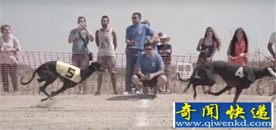 灵缇犬的命运 一只西班牙竞速犬的一生