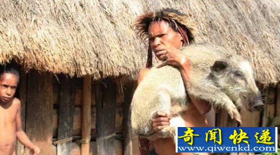 印尼食人族让人惊呆:娶回5个老婆只负责养猪!