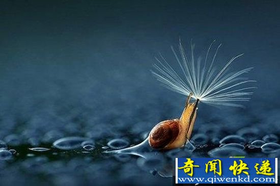 蠢萌!可爱小动物最雷人避雨方式 (组图)