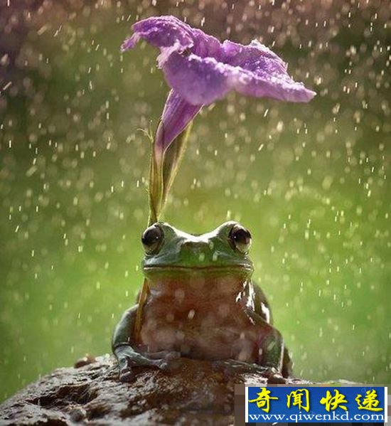 蠢萌!可爱小动物最雷人避雨方式 (组图)