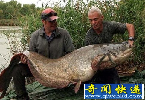 八大真实存在的噬人水兽 海洋河流都不安全