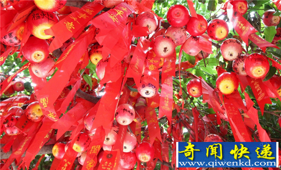 孔子庙许愿挂苹果求运高考