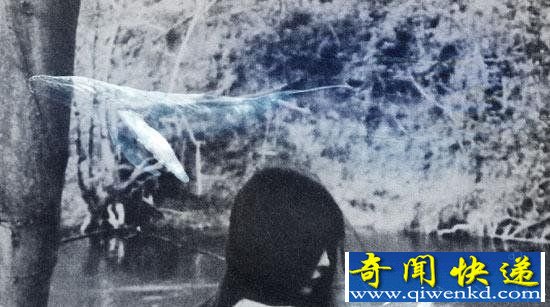 俄罗斯蓝鲸游戏凭什么让人自杀?蓝鲸游戏都有什么任务?