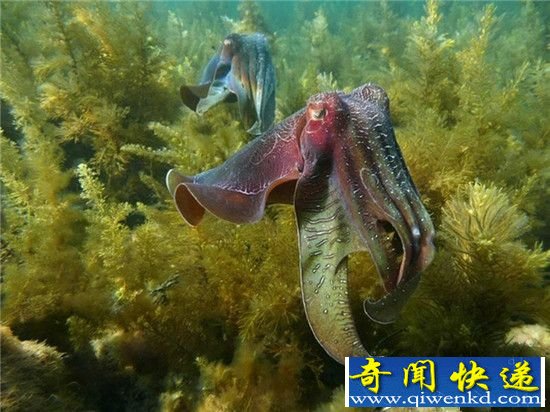 彗星接近地球瞬间 宇宙珠宝诞生于宇宙