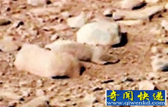 天文爱好者发现火星“原著民” 竟然不像外星生物