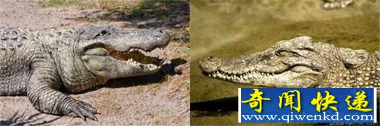 宇宙发现外星人生命迹象 外星人就在火星