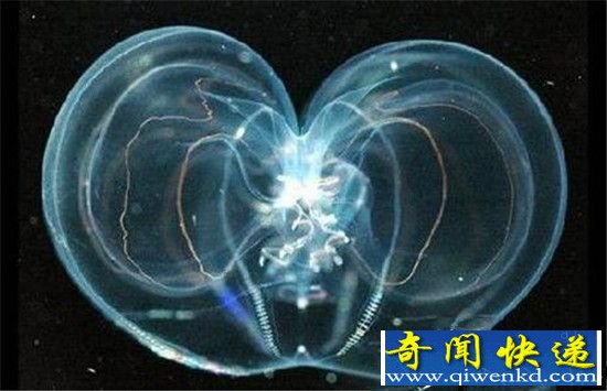 地球物种数量已达到10000亿种 99%未知