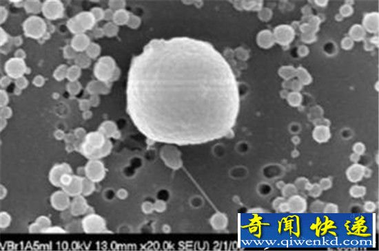 地球物种数量已达到10000亿种 99%未知