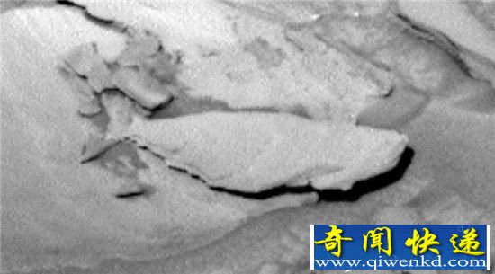 火星惊现鱼形岩石 或成证实火星存在海洋证据