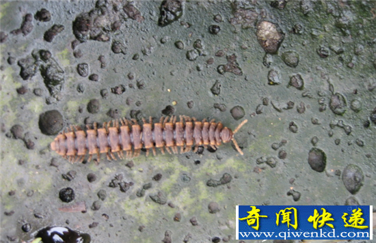 火星神秘生物真实身份曝光 NASA隐藏惊天事实揭秘