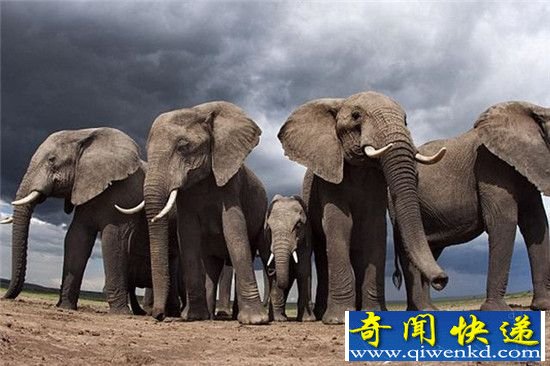 人类要滚回火星?地球生物大灭绝正在加速!
