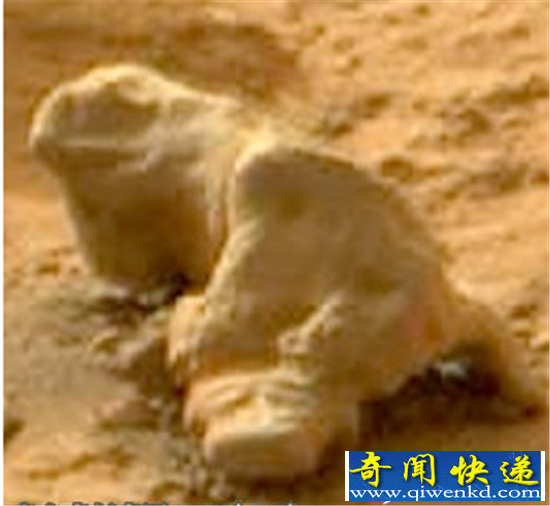 火星惊现神秘蜥蜴 NASA好奇号拍摄火星表面图