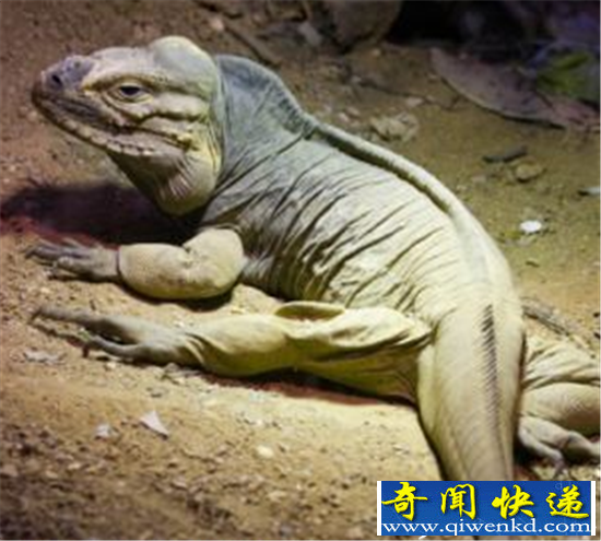 火星惊现神秘蜥蜴 NASA好奇号拍摄火星表面图