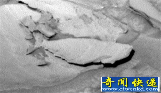 火星发现鱼类化石 猜测曾被海洋所覆盖