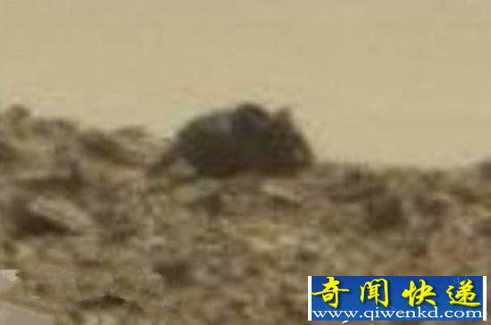 震撼!火星疑现啮齿动物 火星那些奇怪图片