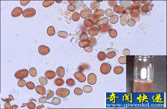 印度天降红雨 “外星生物说”成焦点