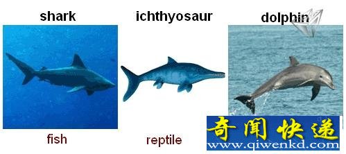 外星生物竟然长这样 趋同净化现象解读