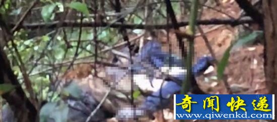 直播采蘑菇遇腐尸:千人网友观看