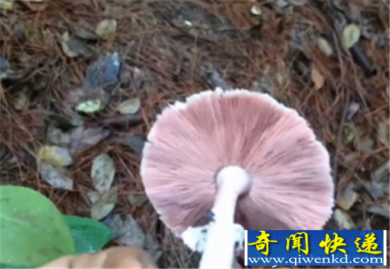 直播采蘑菇遇腐尸:主播荒野求生嗅腐味 查看竟是尸体