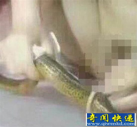 黄鳝门女主播黄鳝自慰被抓 东北二嫂水仙户外野战三部曲太刺激!