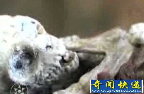 惊现“外星人宝宝” 却无法检测出DNA