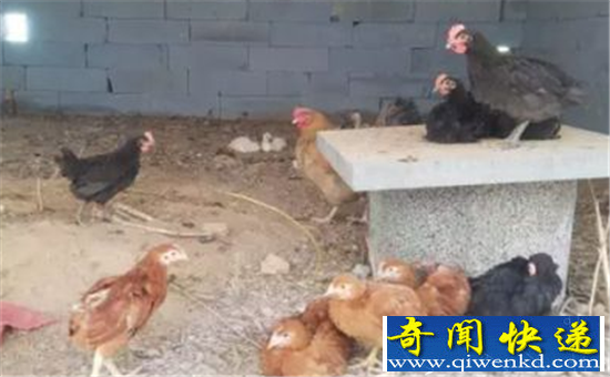 百只鸡被怪兽咬死 神秘怪兽深夜潜入鸡圈真相惊人