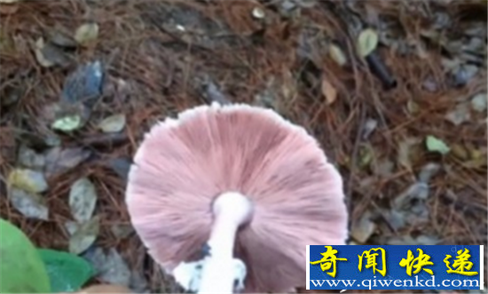 直播采蘑菇遇腐尸 尸体高度腐败意外牵出凶杀案
