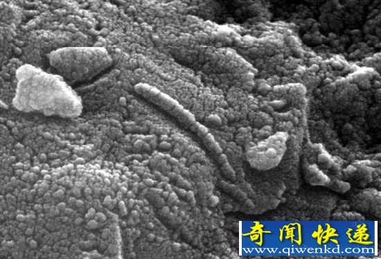 火星微生物