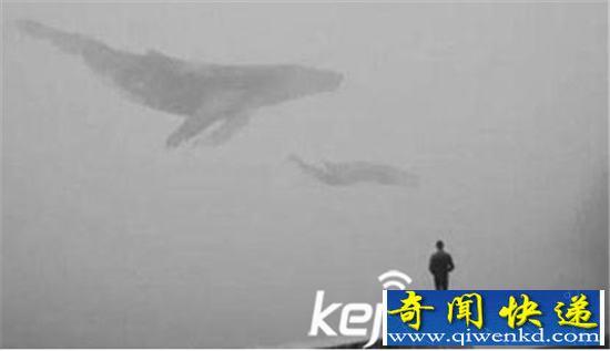 蓝鲸游戏50个任务是什么?揭秘青少年自杀原因!