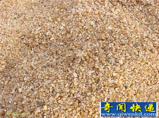 动物界十大伪装大师 不用心看肯定看不到它们