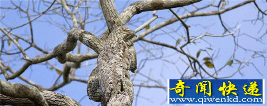 动物界十大伪装大师 不用心看肯定看不到它们