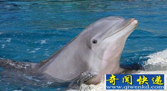 十大恐怖动物杀手(上):居然最萌的动物排第一!