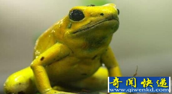 十大恐怖动物杀手(下):美洲狮也不是它的对手!