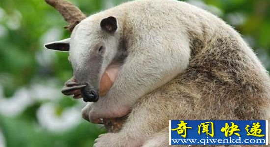 十大恐怖动物杀手(下):美洲狮也不是它的对手!