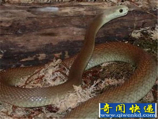 恐怖玻璃蛇竟是远古九头蛇后裔 世界最大蛇盘点