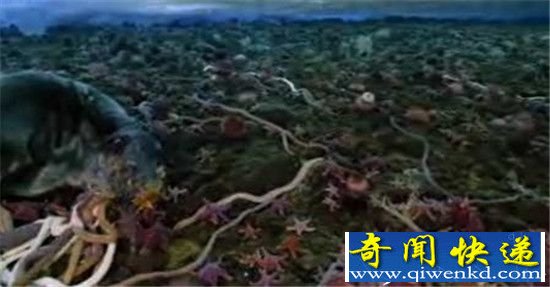 南极巨虫抢食死海豹被拍 场面劲爆了!