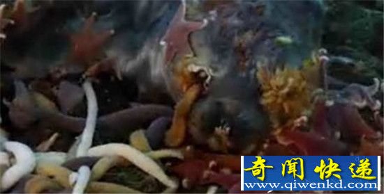 南极巨虫抢食死海豹被拍 场面劲爆了!