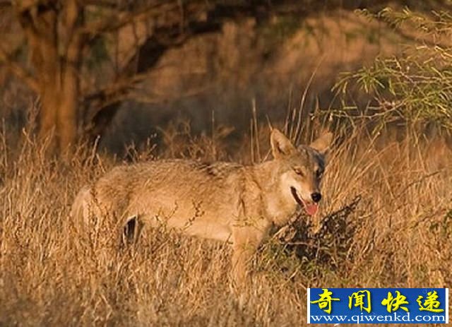 全球十大最恐怖动物大战 蟒蛇吞噬印度狼无压力!