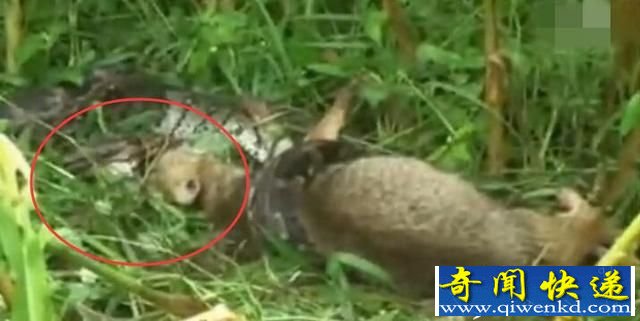 全球十大最恐怖动物大战 蟒蛇吞噬印度狼无压力!