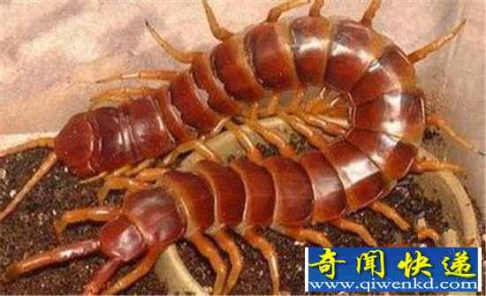 史前怪兽巨型蜈蚣竟是外星生物?惊呆了!